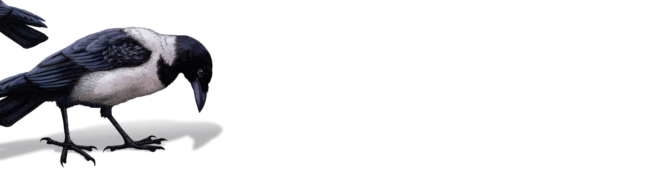 Bild für »Software-<br>Delivery «